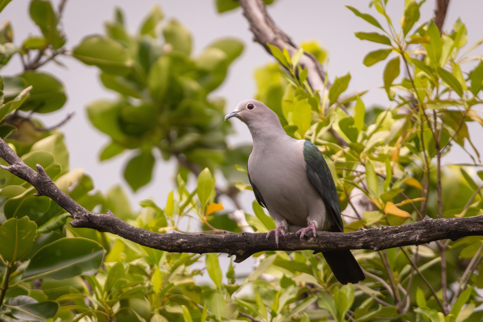 image Green Imperial-Pigeon